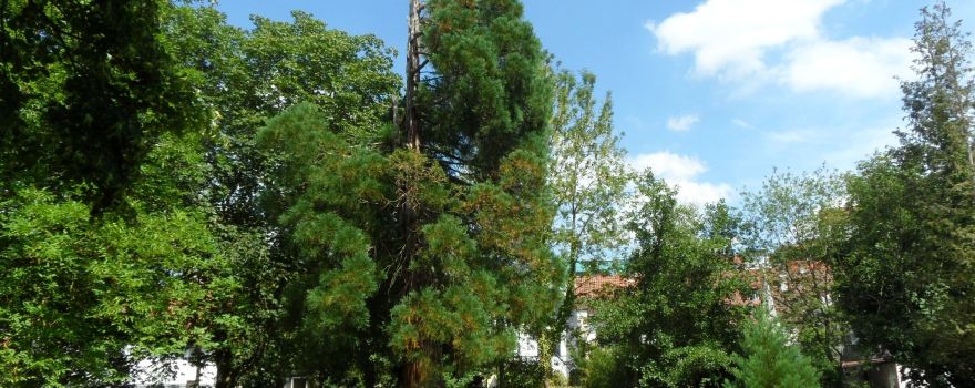 Roseninsel & Sobernonplatz
