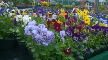 Longford Garden Centre (Clonbalt