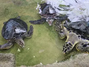 Amami Marine Aquarium & Museum