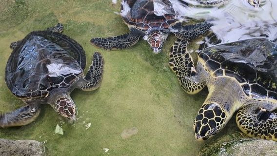 Amami Marine Aquarium & Museum