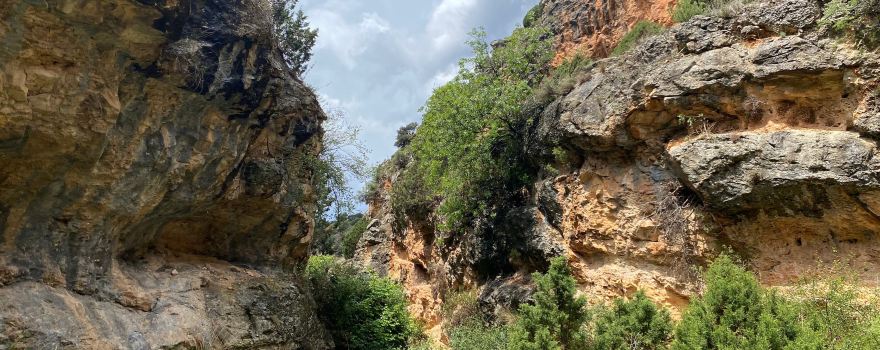Jaraba