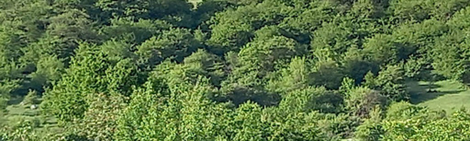 AranisiTours