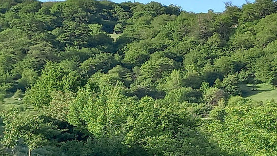 ზემო არანისი