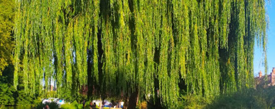 Jardin du Baraban