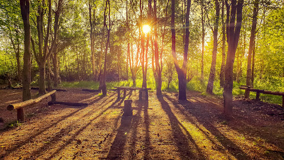 Bluebell Woods, Gorleston-on-Sea