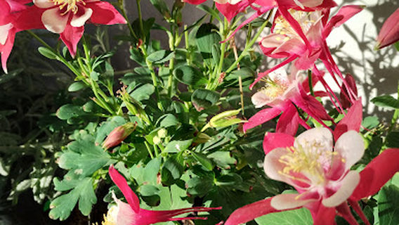 Vivero Tomodachi