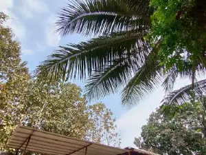 La playita del bosque