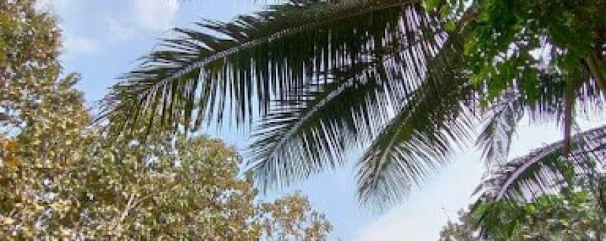 La playita del bosque