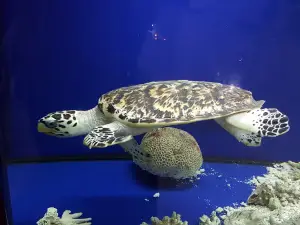 Port Sudan Aquarium