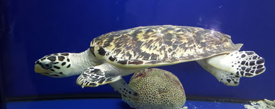 Port Sudan Aquarium