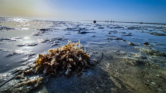 Al-Wakrah