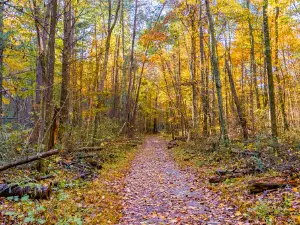 Moormans River Overlook
