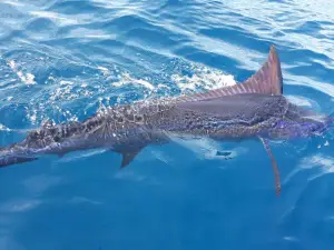 FishingNosara
