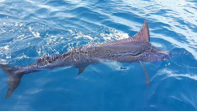 FishingNosara
