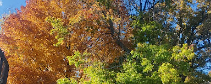 Hermann Heights Park