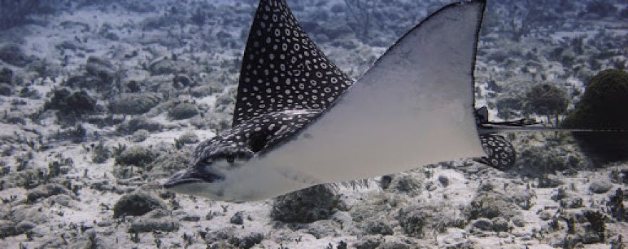 Little Cayman Divers