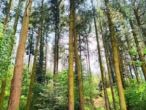 Lac des Sapins