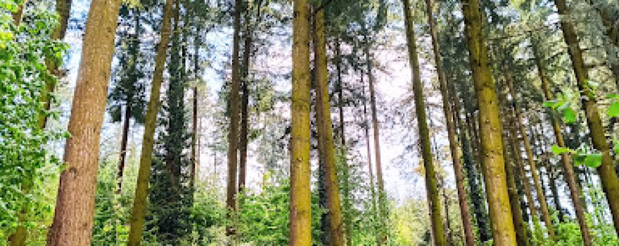 Lac des Sapins