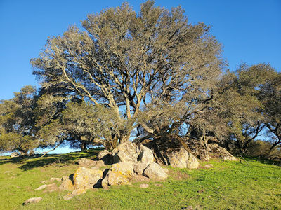 Briones Regional Park