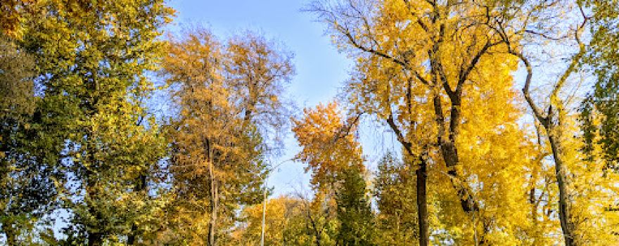 Сentral park