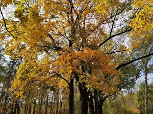 Park Anička