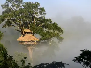 The Gibbon Experience office