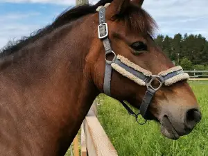 Leskelä Grandma's Horse Farm