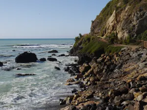 Oamaru Blue Penguin Colony