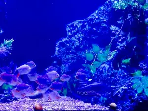 Parque de las Leyendas Sede Huachipa