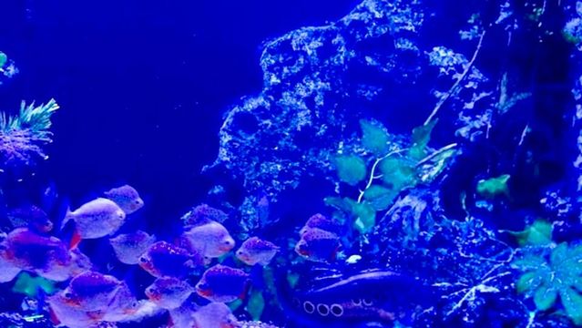 Parque de las Leyendas Sede Huachipa