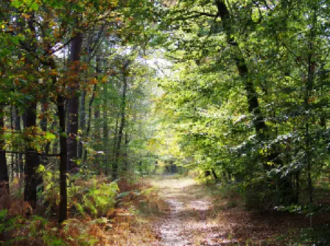 Forest of Fontainebleau