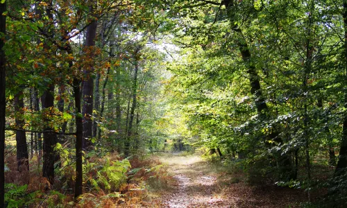 Forest of Fontainebleau