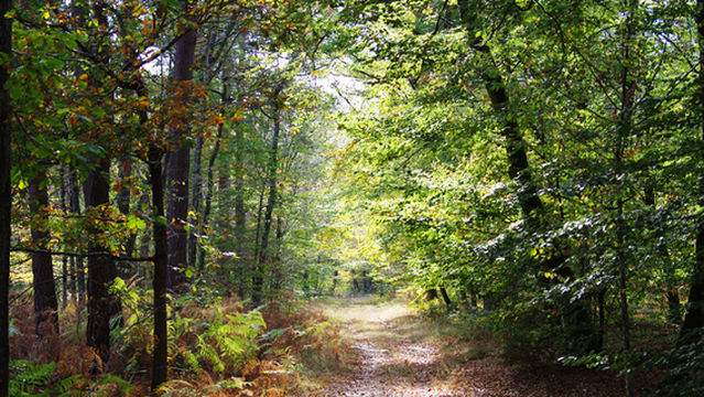 Forest of Fontainebleau