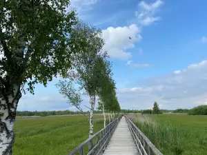 Federseesteg