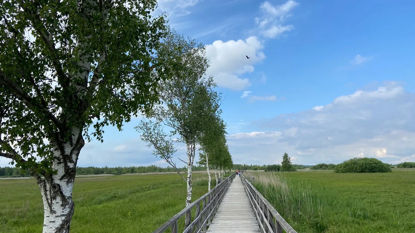 1_Federseesteg