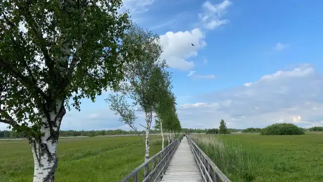 Federseesteg