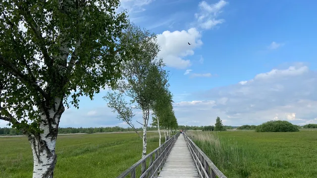 Federseesteg