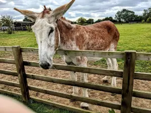 Radcliffe Donkey Sanctuary