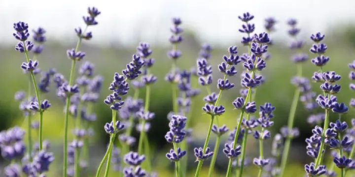 NEOB Lavender - Niagara Essential Oils & Blends