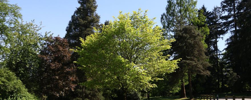 Queen's Park