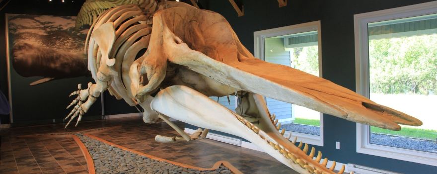 Triton Sperm Whale Pavilion