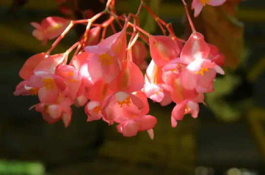 Deepa World Spice and Ayurvedic Garden