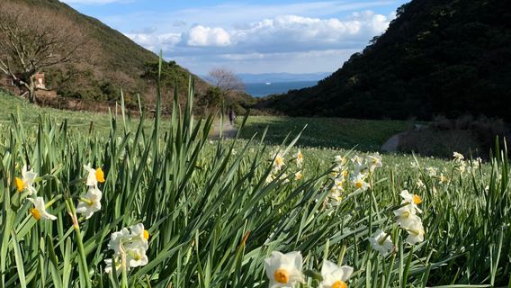Tachikawa Narcissus Farmland