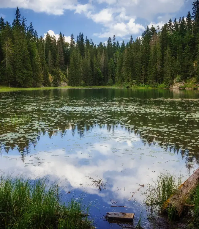 Polje