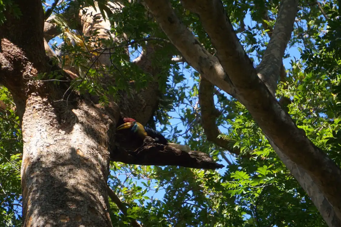 Hotel in zona Tangkoko Research Station