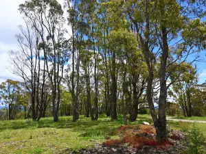 Bald Hill