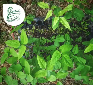 Hotels near Theppahrak Garden