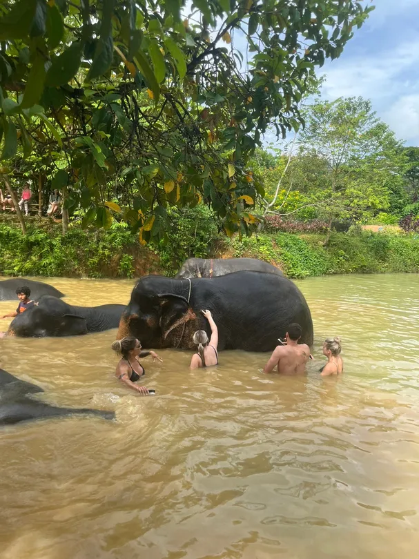 4_Phuket Kathu Elephant Sanctuary