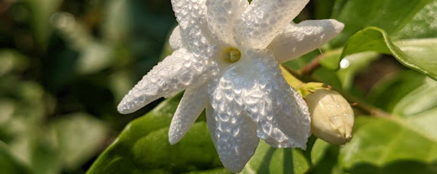 Amar Lemon Garden