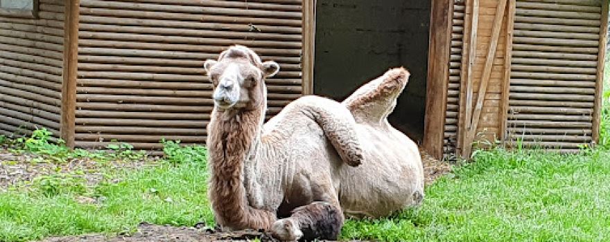 ZOO Nowy Tomyśl